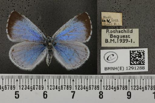 Celastrina argiolus britanna (Verity, 1919) - BMNHE_1291288_128726