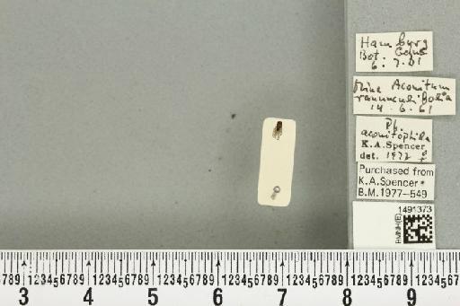 Phytomyza aconitophila Hendel, 1927 - BMNHE_1491373_52997