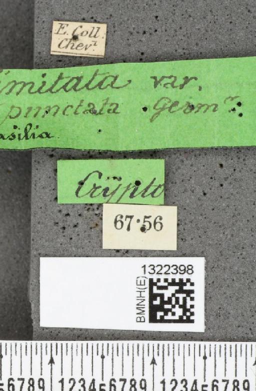 Diabrotica limitata (Sahlberg, C.R., 1823) - BMNHE_1322398_label_18548
