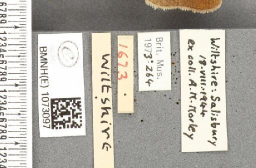 Maniola jurtina insularis ab. nigrianira Johnstone, 1941 - BMNHE_1073097_label_39914