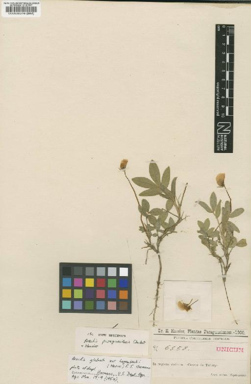 Arachis paraguariensis Chodat & Hassl. - BM000538216