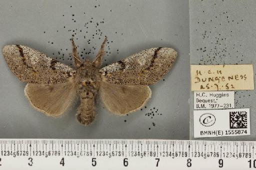 Dicallomera fascelina (Linnaeus, 1758) - BMNHE_1555874_255639