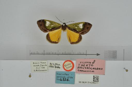 Tuerta argyrochlora Carcasson, 1964 - NHMUK_014046311_Tuerta_argyrochlora_Carcasson_1964_male_Uganda_holotype_D.JPG