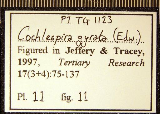 Cochlespira gyrata (Edwards, 1857) - TG 1123. Cochlespira gyrata (label 1)