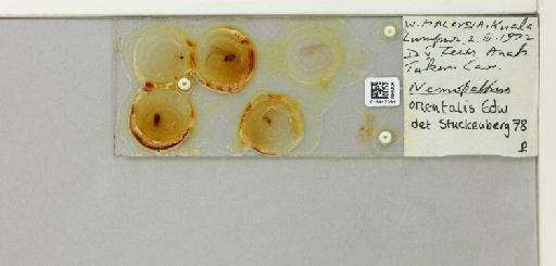 Nemopalpus orientalis (Edwards, 1928) - 015412391_811327_1328670_828698_NoStatus