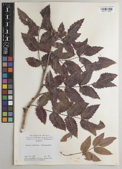 Mahonia aquifolium 'atropurpurea' - BM015176430