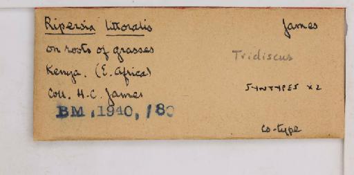 Tridiscus littoralis James, 1936 - 010715254_additional