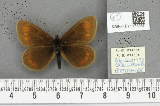 Erebia epiphron mnemon f. scotica Cooke, 1943 - BMNHE_1173267_29256