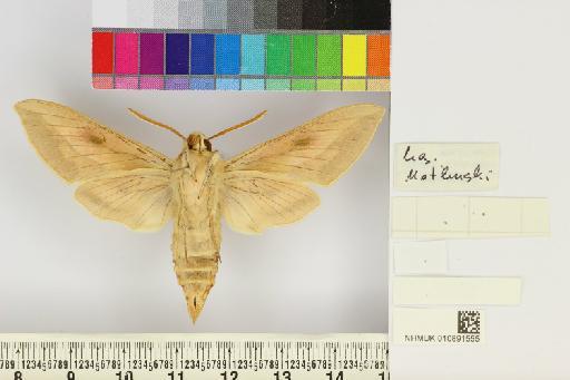 Hyles centralasiae (Staudinger, 1887) - NHMUK010891555_Hyles_centralasiae_ventral_and_labels.JPG