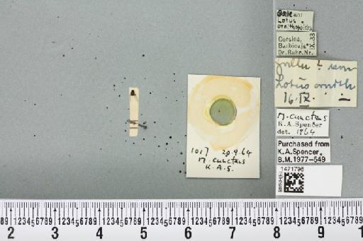Melanagromyza cunctans (Meigen, 1830) - BMNHE_1471796_45277