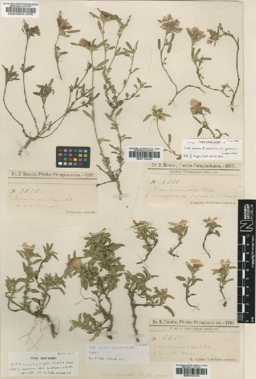 Sida albiflora (Chodat & Hassl.) Krapov. - BM001034344