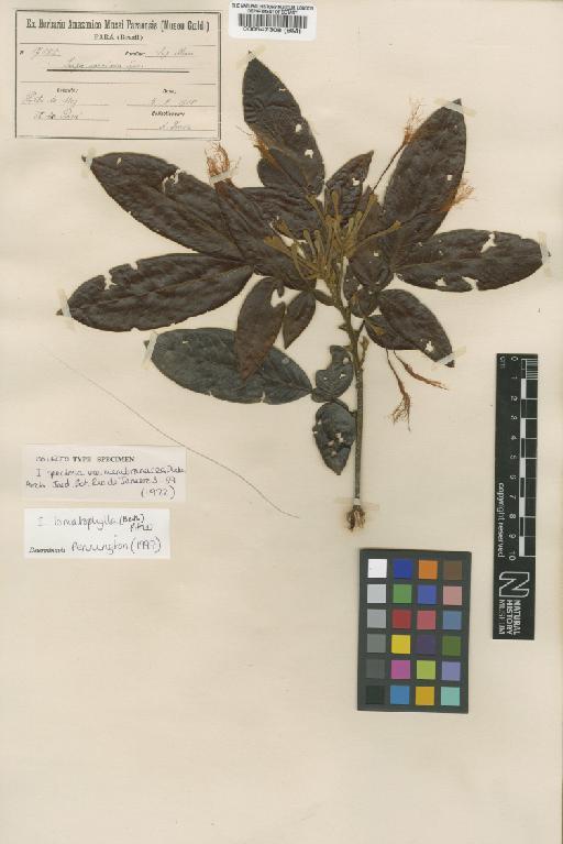 Inga lomatophylla (Benth.) Pittier - BM000547308