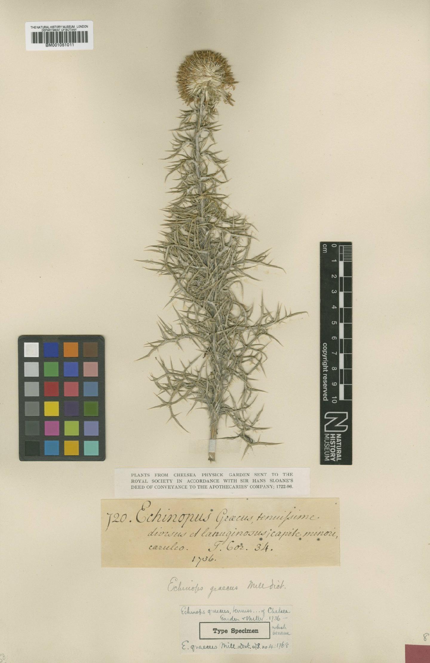 To NHMUK collection (Echinops graecus Mill.; Type; NHMUK:ecatalogue:2414658)