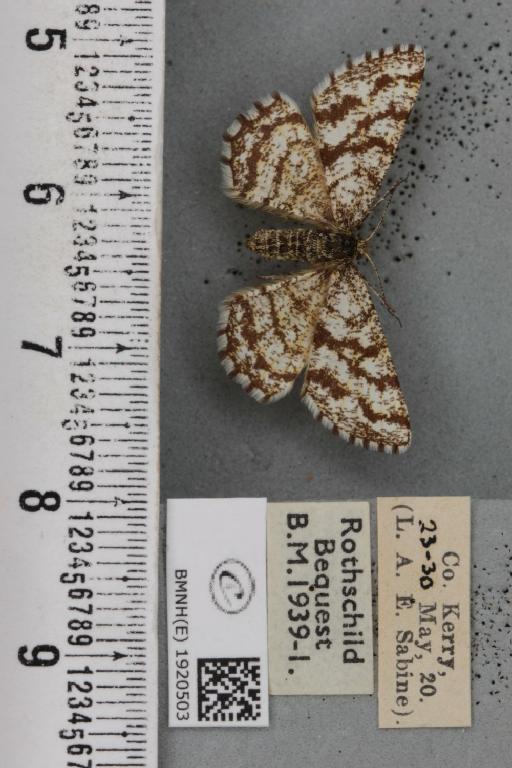 Ematurga atomaria (Linnaeus, 1758) - BMNHE_1920503_486377