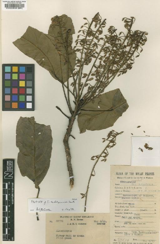 Elaeocarpus sadikanensis R.Knuth - BM000528956