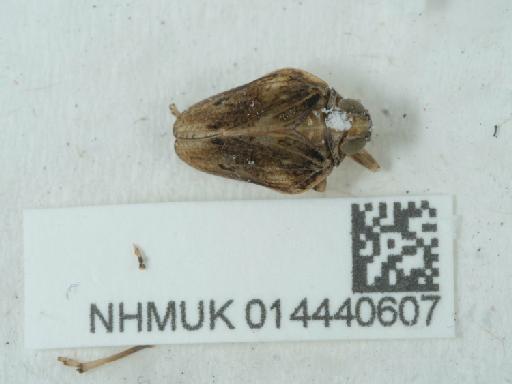 Issus coleoptratus (Fabricius, 1781) - 014440607_1