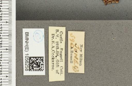 Aglais urticae ab. alba Cosmovici, 1892 - BMNHE_1056258_label_45704