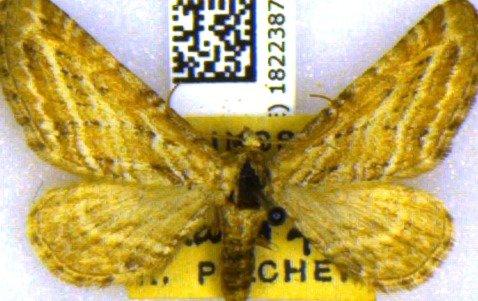 Eupithecia extensaria occidua Prout, 1914 - BMNH(E)_1822387