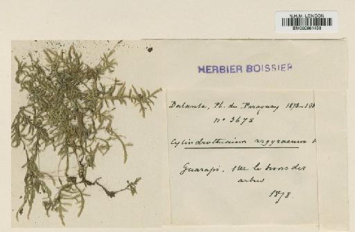 Entodon argyreus (Besch.) Besch. - BM000961433