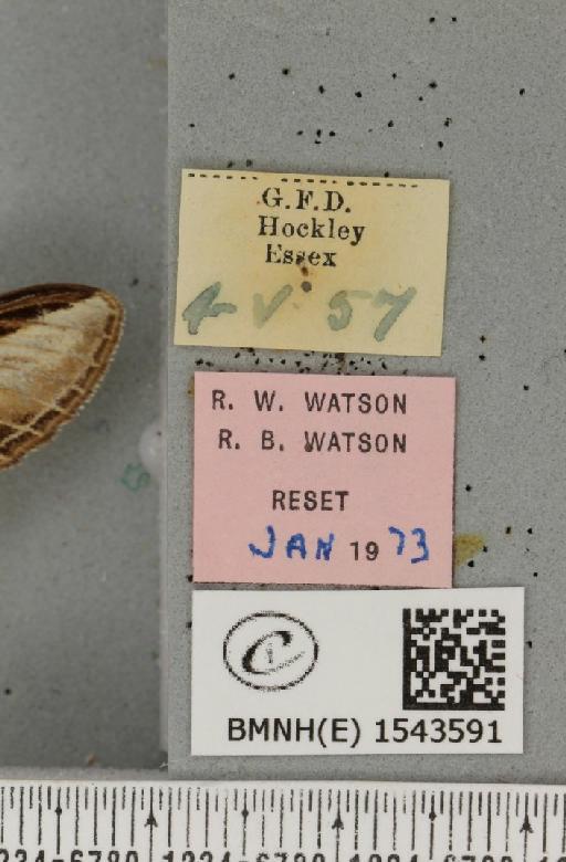 Pheosia tremula (Clerck, 1759) - BMNHE_1543591_label_245670