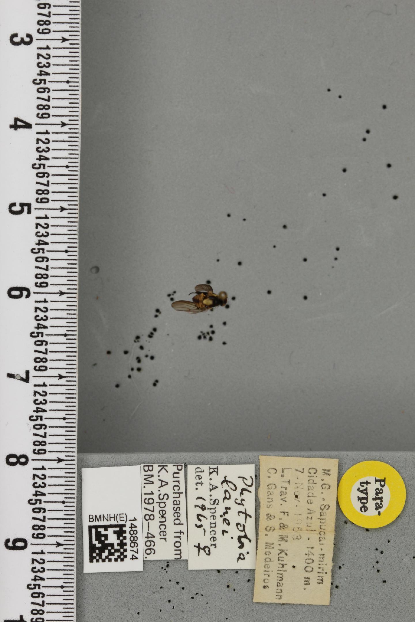 Phytobia lanei