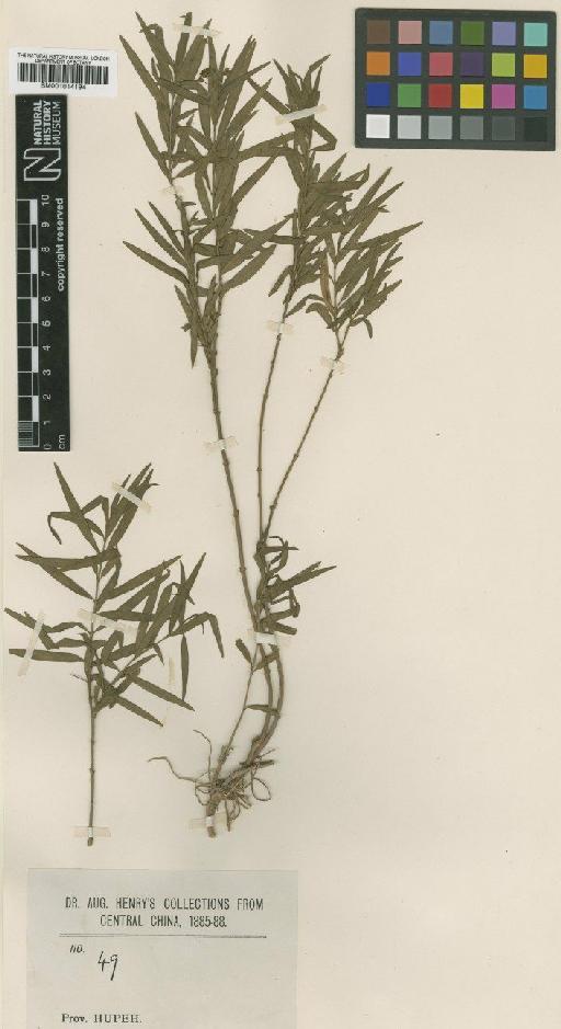 Cynanchum stenophyllum Hemsl. - BM001014194