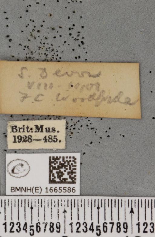 Eilema caniola (Hübner, 1808) - BMNHE_1665586_label_289338