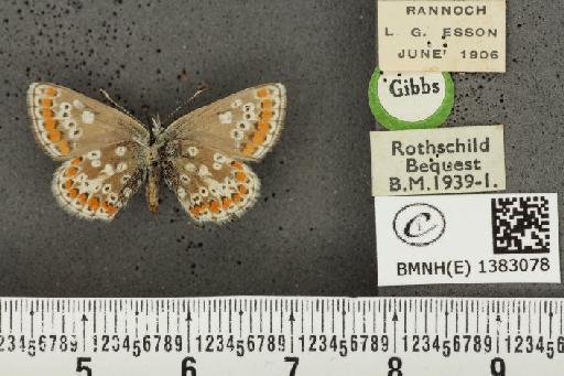 Aricia artaxerxes artaxerxes (Fabricius, 1793) - BMNHE_1383078_179500