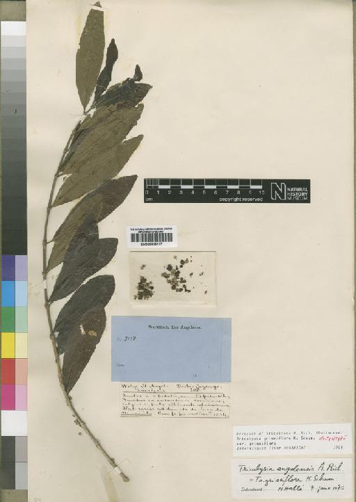 Tricalysia griseiflora var. griseiflora Schum - BM000903117