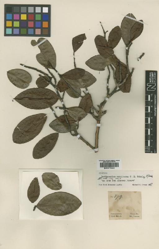 Erythroxylum vernicosum Schulz - BM000795623