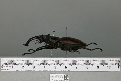 Lucanus cervus (Linnaeus, 1758) - 013741609_lateral