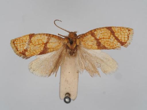 Clepsis imitator Walsingham - Ptycholoma_imitator_Walsingham_1900_Holotype_BMNH(E)#1055394_image001