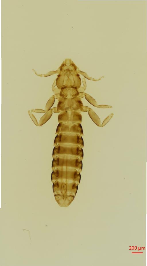 Pectinopygus gyricornis Denny, 1842 - 010683885__2017_08_09-Scene-1-ScanRegion0