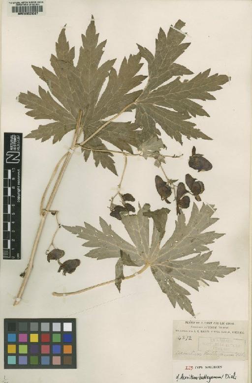 Aconitum bulleyanum Diels - BM000629687