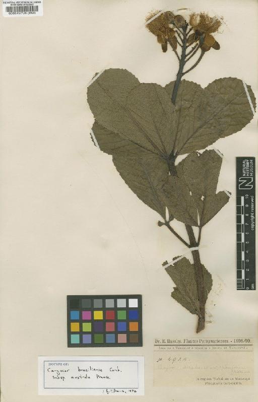 Caryocar brasiliense subsp. australe Prance - BM000549706