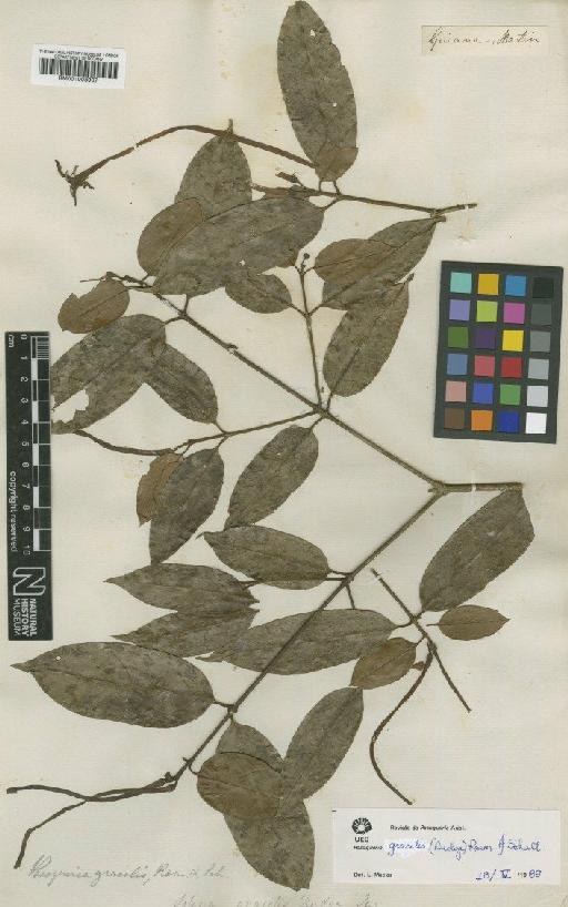 Posoqueria gracilis (Rudge) Roem. & Schult. - BM001008907
