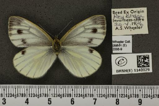 Pieris napi thomsoni Warren, 1968 - BMNHE_1140029_91565