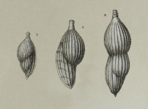 Amphicoryne falx (Jones and Parker 1860) - ZF1066_65_7_Amphicoryna_scalaris.jpg