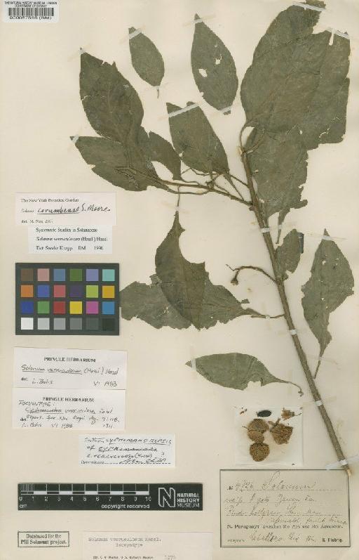 Solanum corumbense Moore - BM000087595