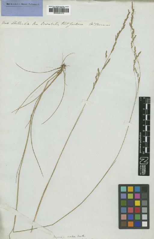 Calamagrostis scabra J.Presl - BM000991510