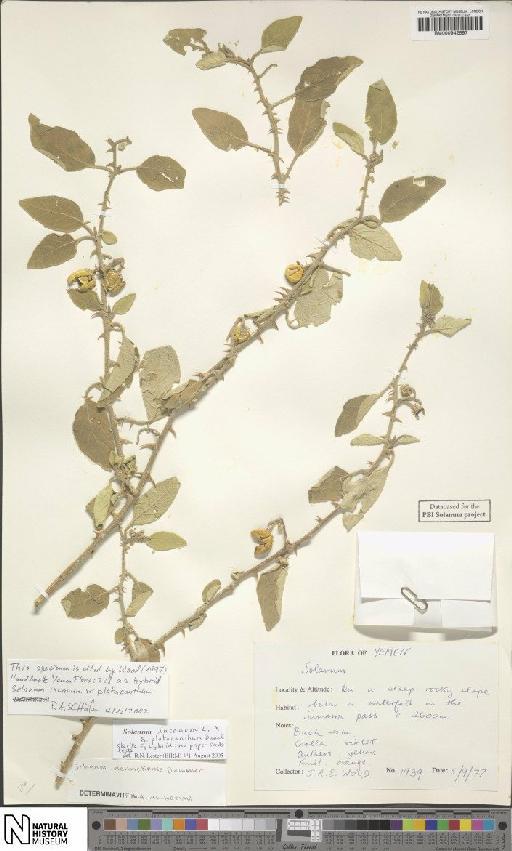 Solanum incanum L. - BM000942597