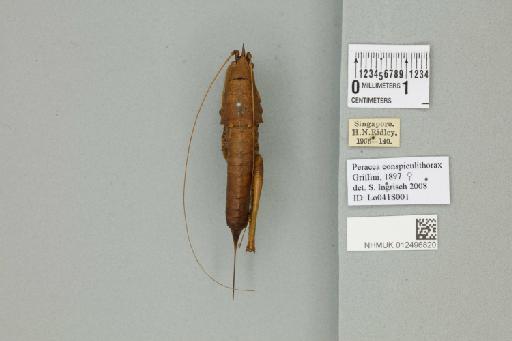 Peracca conspicuithorax Griffini, 1897 - 012496820_72127_85673