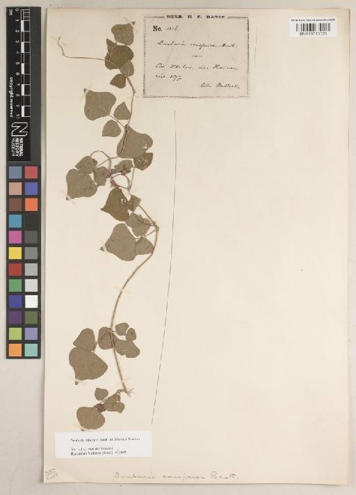 Dunbaria villosa (Thunb.) Makino - BM013713525