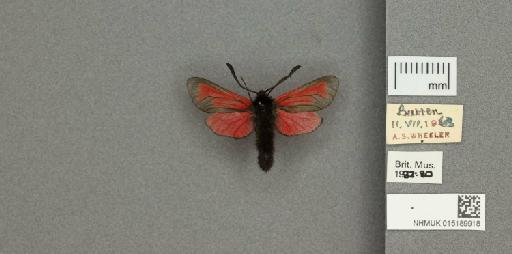 Zygaena (Mesembrynus) purpuralis purpuralis (Brünnich, 1763) - 015189918_additional