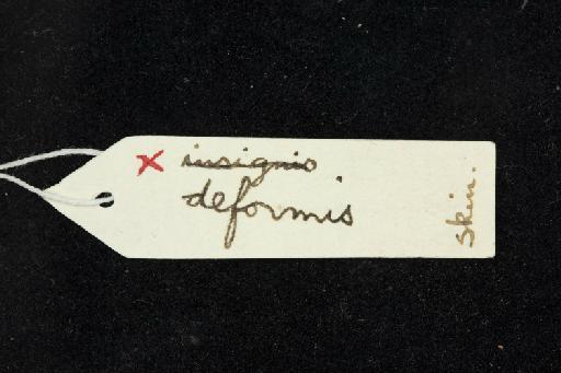 Hipposideros deformis Horsfield, 1823 - 1879_11_21_94-Hipposideros_deformis-Type-Skull-label_reverse