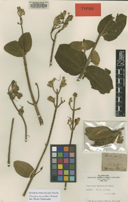 Tibouchina clavata (Pers.) Wurdack, J.J. - BM000020467