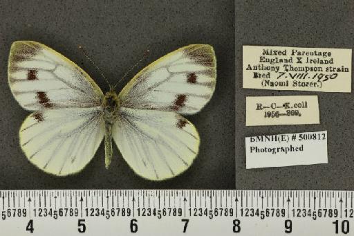 Pieris napi ab. citronella Thompson, 1951 - BMNHE_500812_81038