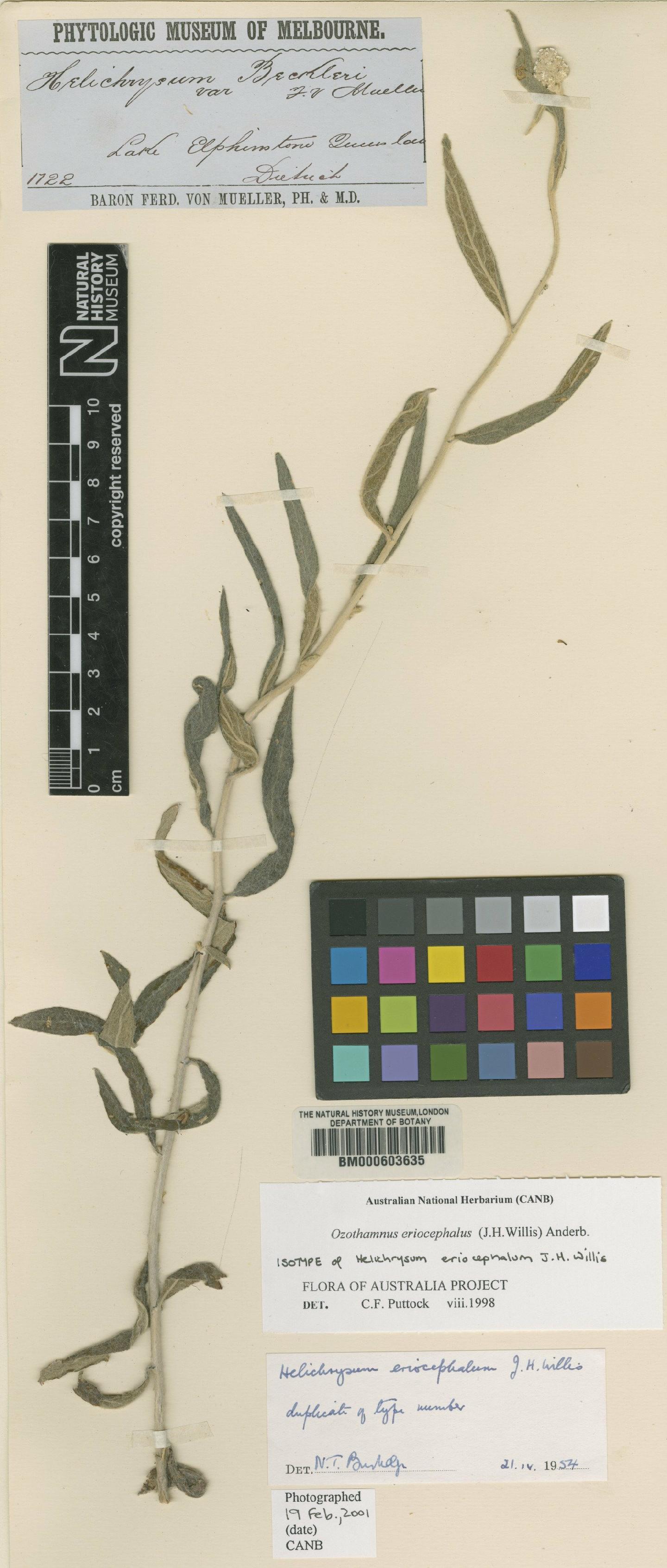 To NHMUK collection (Helichrysum eriocephalum Willis; Isotype; NHMUK:ecatalogue:4983383)