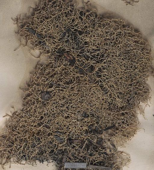 Cladonia peltastica (Nyl.) Müll.Arg. - BM001096981_a
