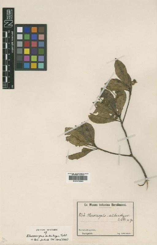 Elaeocarpus branderhorstii Pulle - BM000795252